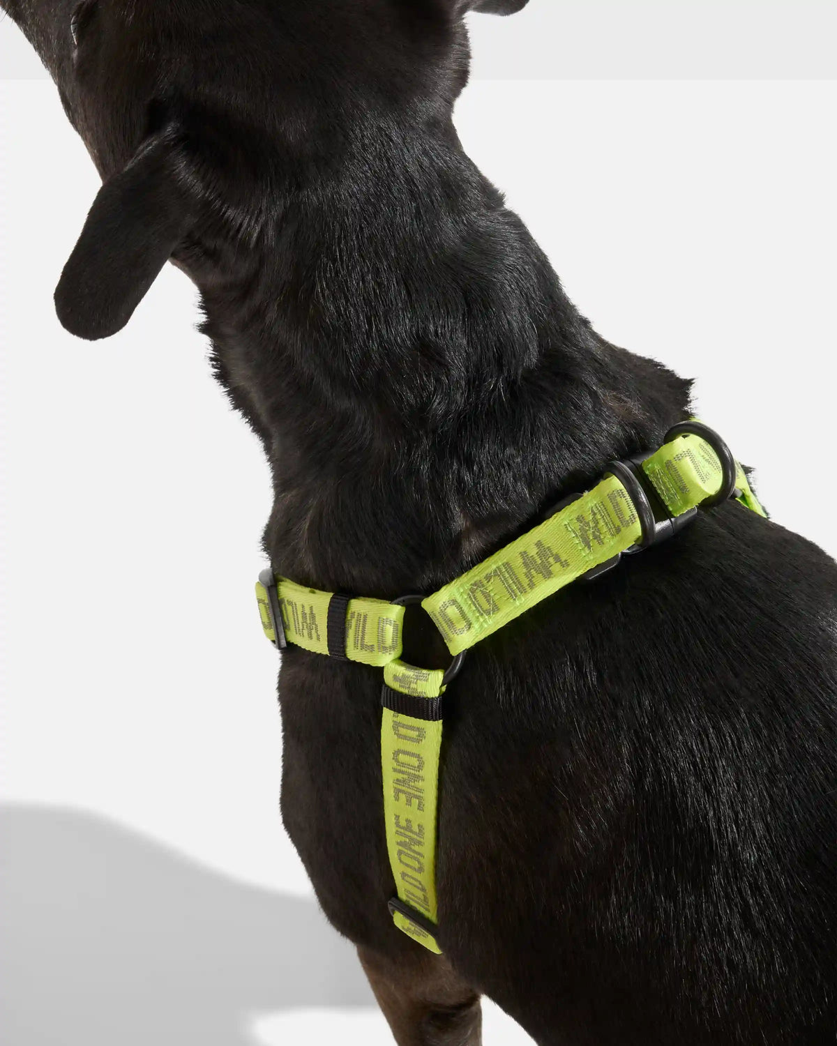 Step-In Dog Harness