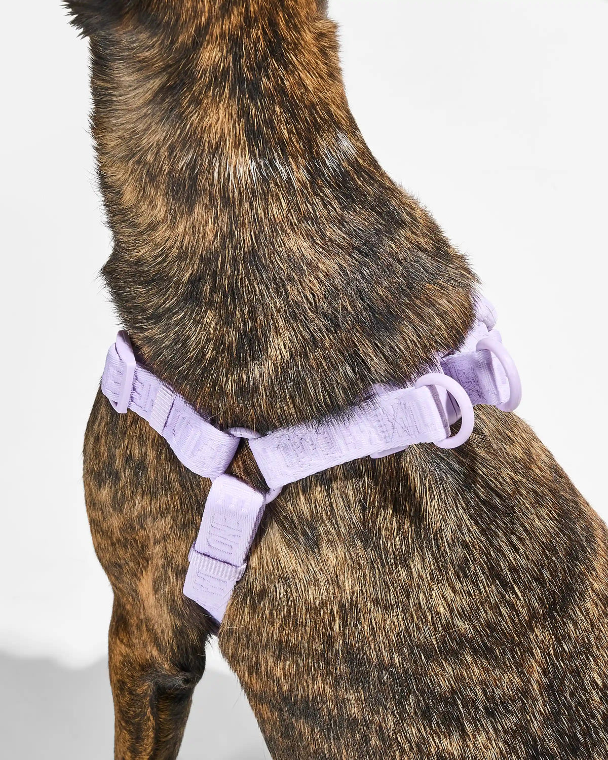 Step-In Dog Harness