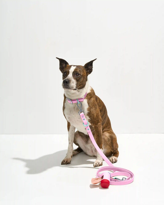 Waterproof Collar + Waterproof Leash Walk Kit